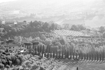 uscan Elegance in Monochrome: Sunlit Cypress Path, Olive Grove, and Hazy Horizon - A Timeless Black and White Portrait of Tranquil Countryside Beauty