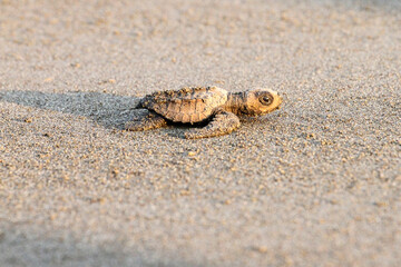 Baby Green Olive Ridley turtle hatchling on ocean beach in Costa Rica 