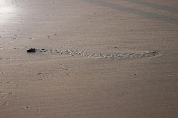 Baby Green Olive Ridley turtle hatchling on ocean beach in Costa Rica 