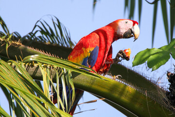 Scarlet Macaw in palm tree eating palm fruit, Manuel Antonio, Costa Rica 