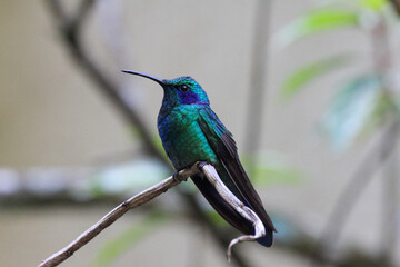 Green Violeteer hummingbird perched on branch, Monteverde, Costa Rica 