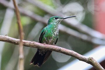 Female green crowned brilliant hummingbird perched on branch, Monteverde, Costa Rica 