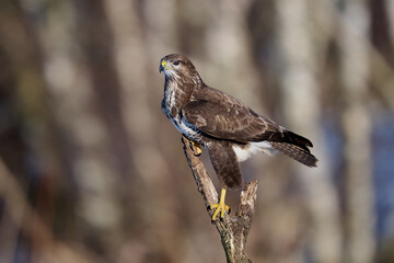 Common buzzard (Buteo buteo)