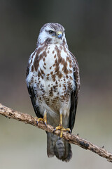 Common buzzard (Buteo buteo)