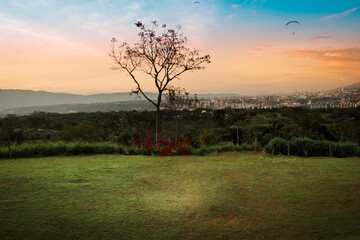 a tree in a field with a city in the background