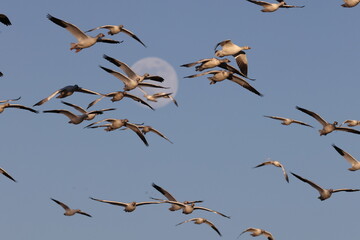 Snow geese and full moon  Bernardo Waterfowl Area &ndash; Bosque, New Mexico USA