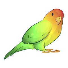 Flat illustration of a pet parrot, illustration with stroke and fill. The parrot is talking. A couple of parrots in love.