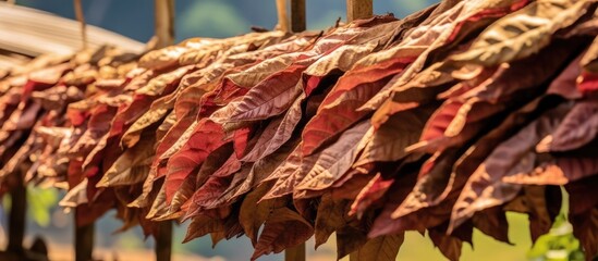 view of tobacco leaves being dried manually in the sun