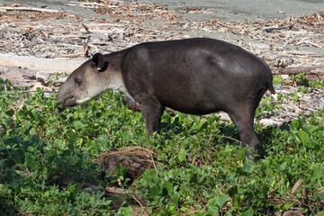 Tapir on beach in Corcovado National Park, Costa Rica 