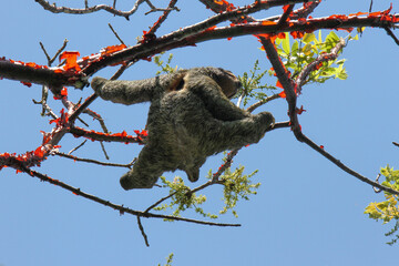 Male three-toed sloth in tree at Corcovado National Park, Costa Rica 