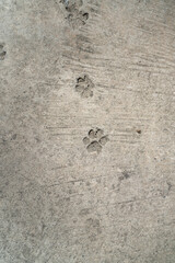 Dog feet imprint on concrete surface. Close-up and selective focus.