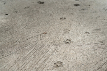 Dog feet imprint on concrete surface. Close-up and selective focus.