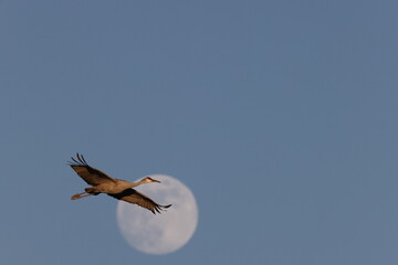 Sandhill Crane and full moon  Bernardo Waterfowl Area – Bosque, New Mexico USA