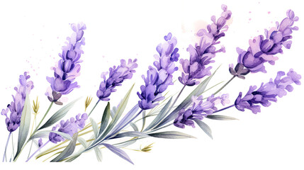 Watercolor Lavender flower isolated on white background