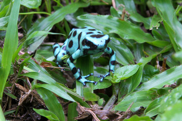 Green and Black Poison Dart Frog in grass  in Costa Rica 
