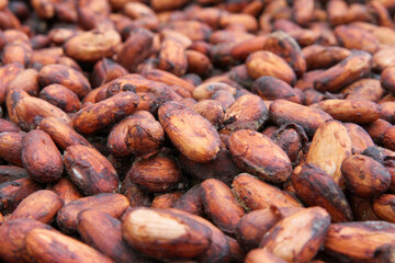 Close up of drying cocoa beans in Costa Rica 