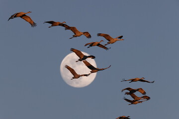 Sandhill Crane and full moon  Bernardo Waterfowl Area – Bosque, New Mexico USA
