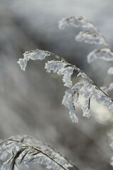 single Blade of Grass in Hoarfrost