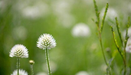 white grass flower and blur background small white flowers in a field beautiful background white globe amaranth in grass field green blurred background high quality photo