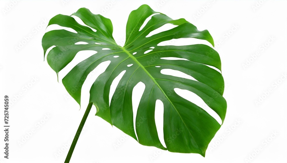 Poster green monstera plant leaf with stalk the tropical evergreen vine isolated on white background clipping path included