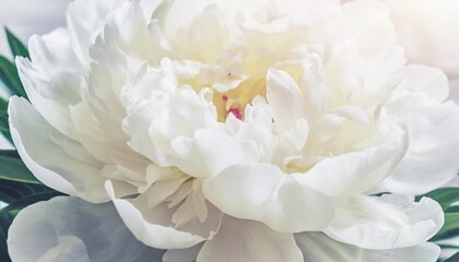 white peony flower petals macro floral background for holiday brand design