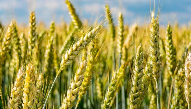 yellow ears of wheat in a panoramic image
