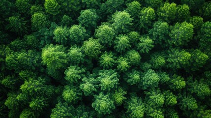 An Aerial Exploration of Forest Majesty: Capturing the Rich Textures, Vibrant Patterns, and Lush Beauty of the Treetops, Highlighting the Natural Depth and Hidden Wonders of the Forest Canopy