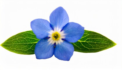 forget me not victoria blue flower isolated on white - Powered by Adobe