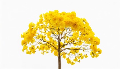 ellow tabebuia flower blossom on white background
