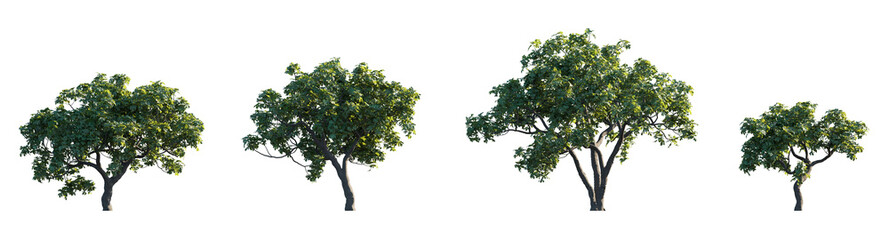 Common Fig Ficus carica frontal set trees shrub mulberry medium and small isolated png on a transparent background perfectly cutout  - obrazy, fototapety, plakaty