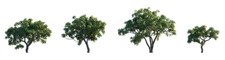 Deurstickers Common Fig Ficus carica frontal set trees shrub mulberry medium and small isolated png on a transparent background perfectly cutout  © Roman