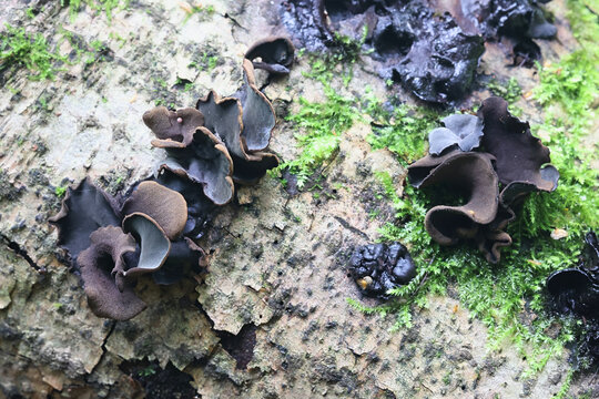 Ionomidotis irregularis, black cup fungus growing on grey alder in Finland, no common English name