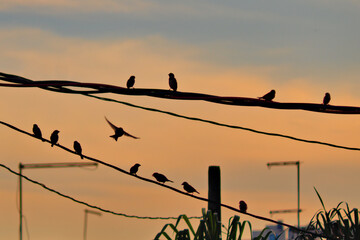 Sparrow in flight approaching a group perched on power lines during twilight, in the background shaded orange clouds under a blue sky.