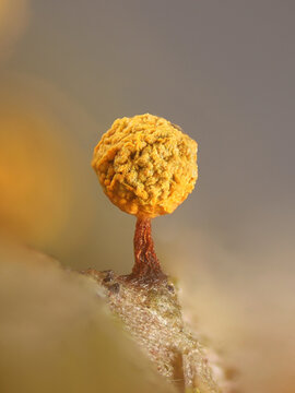 Physarum oblatum, also called Physarum maydis, slime mold from Finland, microscope image of sporangia