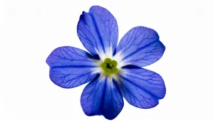 Fototapeten forget me not victoria blue flower isolated on white © Francesco