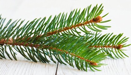 branch of a pine isolated cutout on white