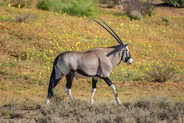 oryx walking amongst flowers