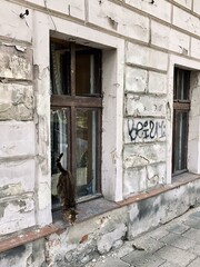 Fototapeta na wymiar old abandoned building cat jumping from the window
