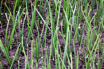 Green onions growing in the garden in spring. Onion furrow plantation in a rustic garden
