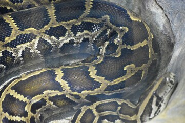 python close up