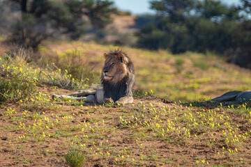 Male lion surrounded by flowers