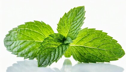 green mint leaves isolated on a white background
