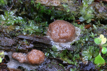Siphoptychium reticulatum, a slime mold from Finland, no common English name