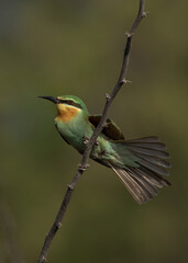 Blue-cheeked bee-eater fanjing its tail perched on acacia tree at Jasra, Bahrain