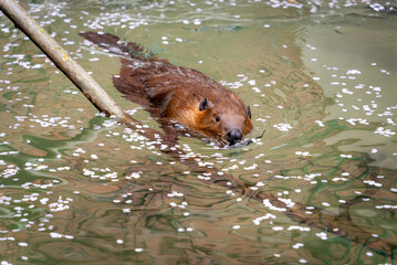 桜の花びらとアメリカビーバー © ANSHIN