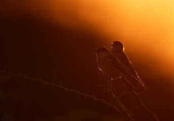 A backlit image of House sparrow perched on acacia tree at Jasra, Bahrain