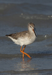 Redshank at Busaiteen coast of Bahrain