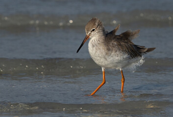 Redshank feeding at  at Busaiteen coast, Bahrain