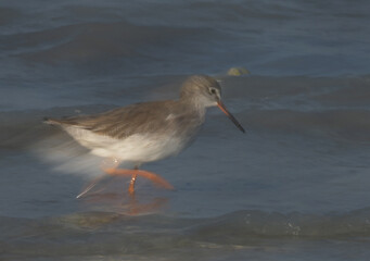 A motion blur image of Redshank at Busiateen coast, Bahrain
