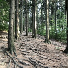 path in the forest